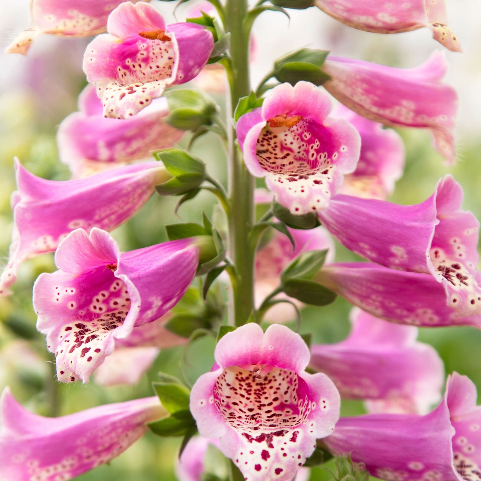 Digitalis purpurea 'Dottie Warm Rose' ~ Dottie Warm Rose Foxglove-ServeScape