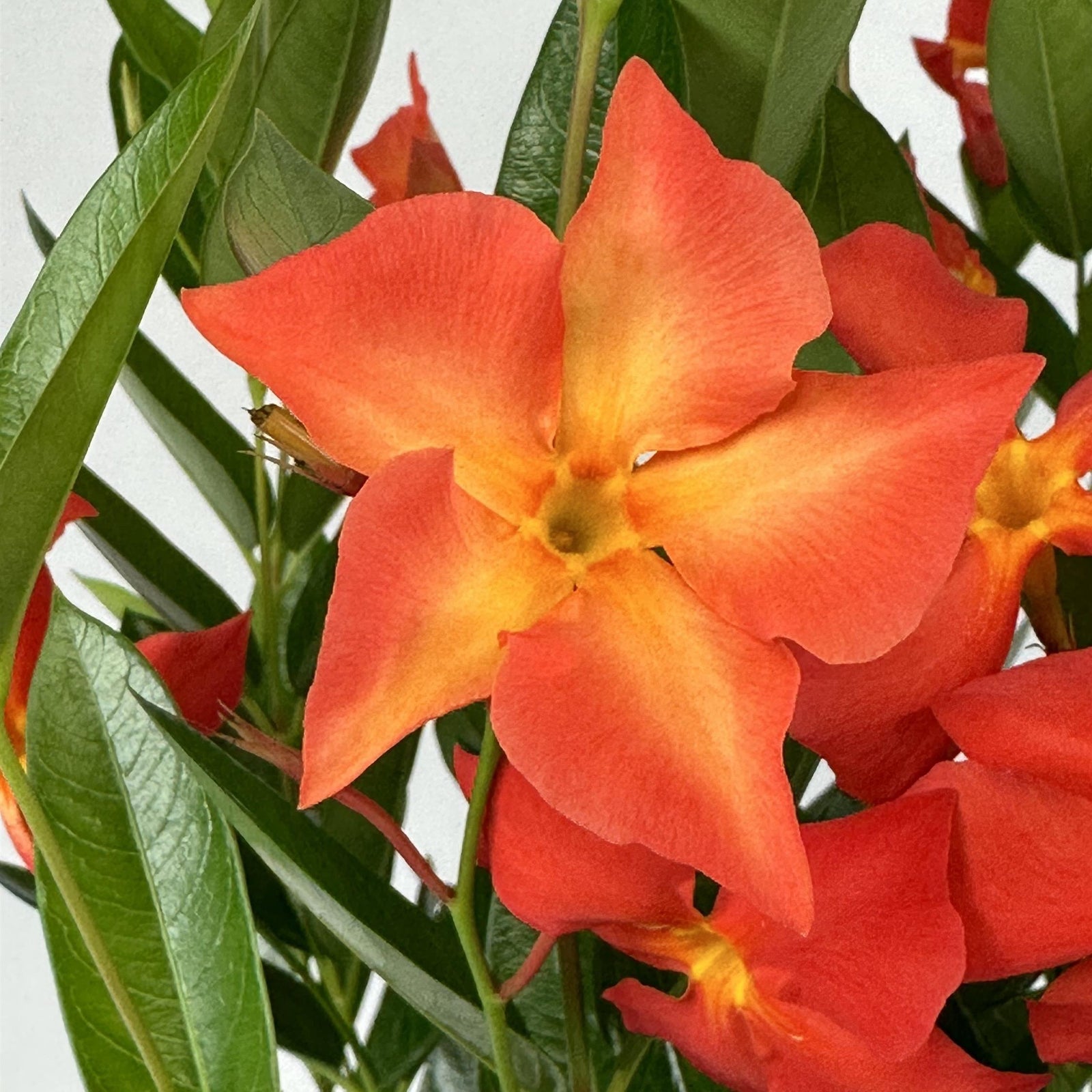 Mandevilla x 'Fired Up Orange ~ Sun Parasol® Fired Up Orange Mandevilla-ServeScape