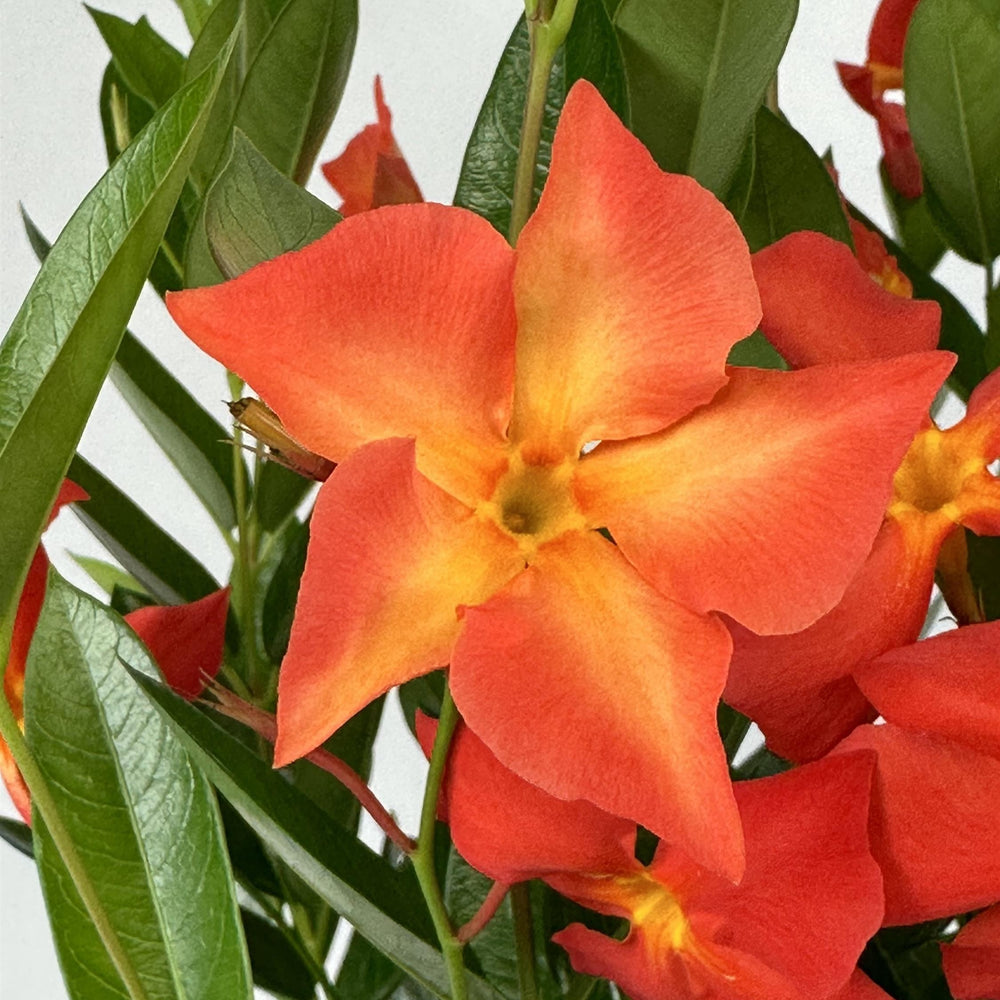 Mandevilla x 'Fired Up Orange ~ Monrovia® Sun Parasol® Fired Up™ Orange Mandevilla-ServeScape