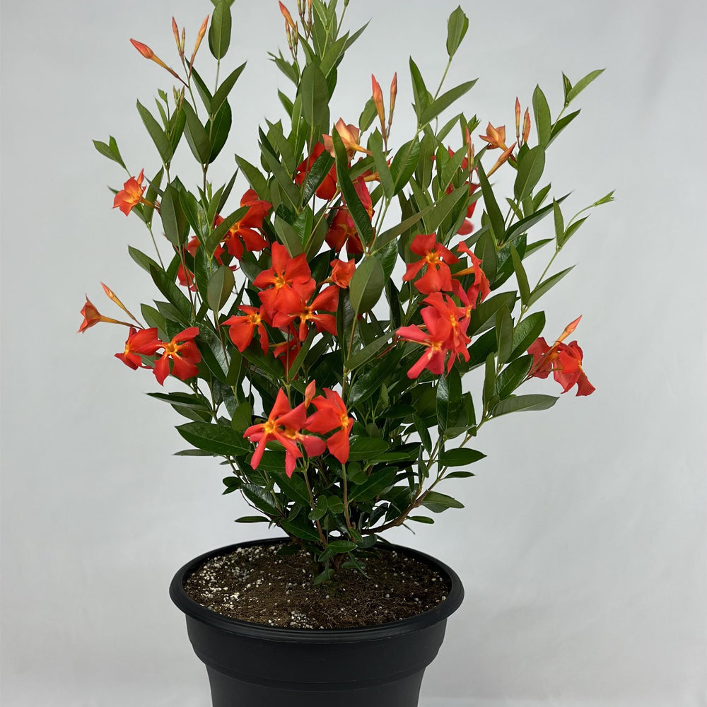 Mandevilla x 'Fired Up Orange ~ Sun Parasol® Fired Up Orange Mandevilla-ServeScape