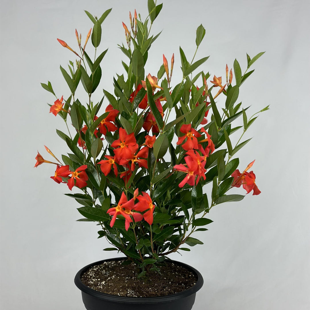 Mandevilla x 'Fired Up Orange ~ Monrovia® Sun Parasol® Fired Up™ Orange Mandevilla-ServeScape