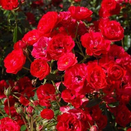 Rosa x ''RUIRL0023a' ~ Monrovia® Nitty Gritty™ Red Rose-ServeScape