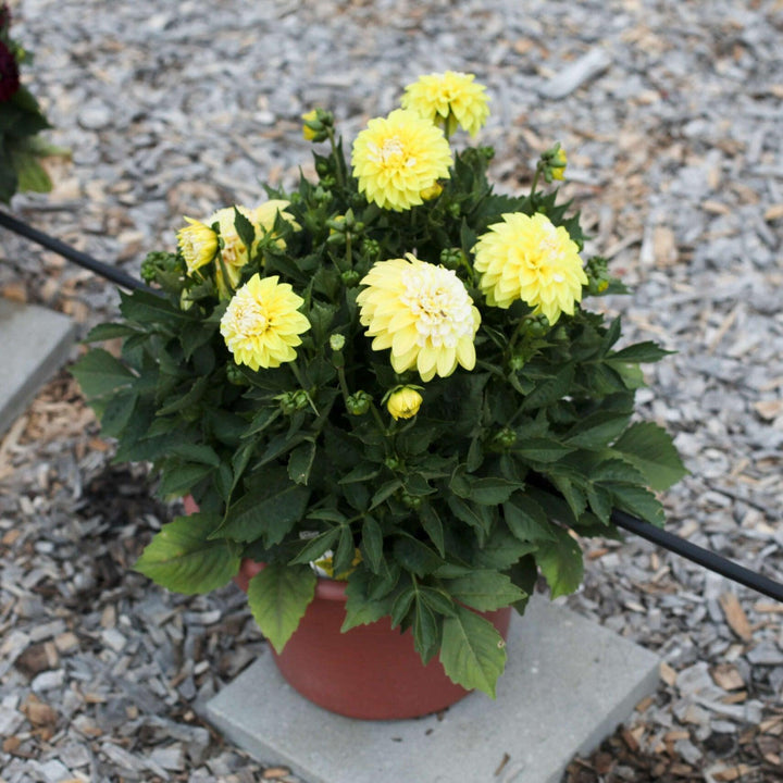 Dahlia variabilis 'Cheire Lemon' ~ Cherie™ Lemon Dahlia-ServeScape