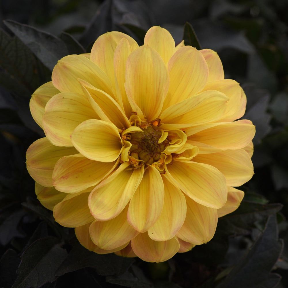 Dahlia hybrida 'KLEDH18122' ~ City Lights™ Golden Yellow Dahlia-ServeScape