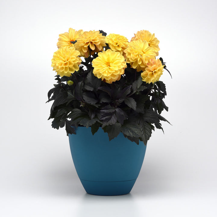 Dahlia hybrida 'KLEDH18122' ~ City Lights™ Golden Yellow Dahlia-ServeScape