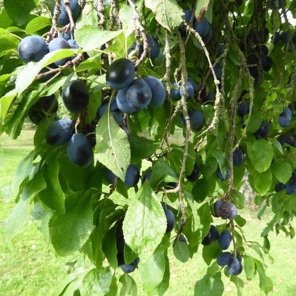 Prunus domestica subsp. insititia ~ Bue Damson Plum-ServeScape