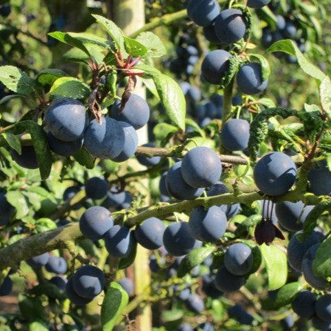Prunus domestica subsp. insititia ~ Bue Damson Plum-ServeScape