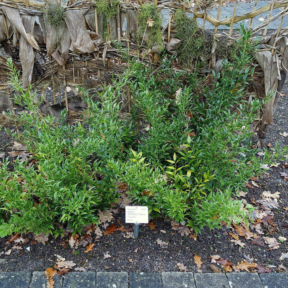 Danae racemosa ~ Poet's Laurel-ServeScape