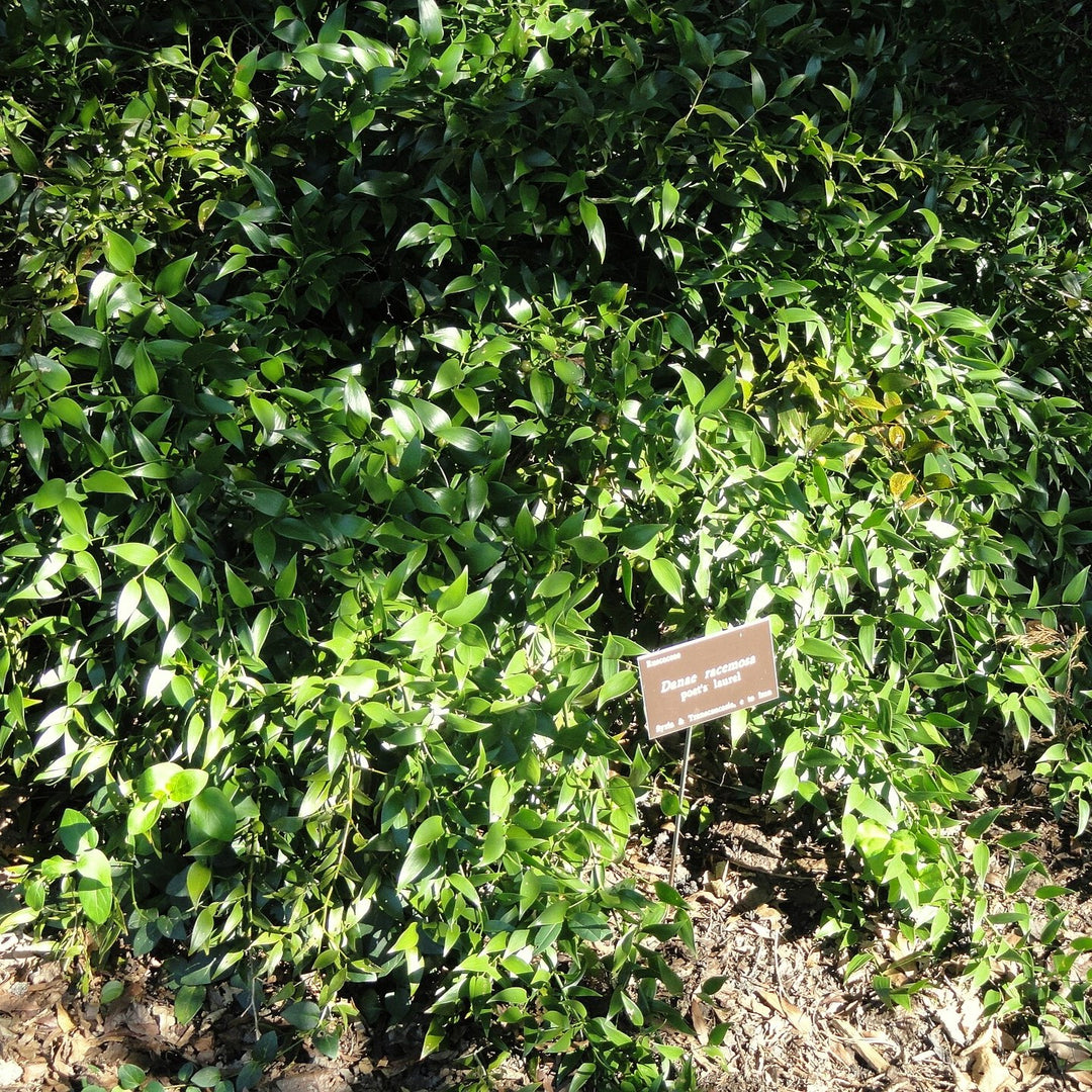 Danae racemosa ~ Poet's Laurel-ServeScape