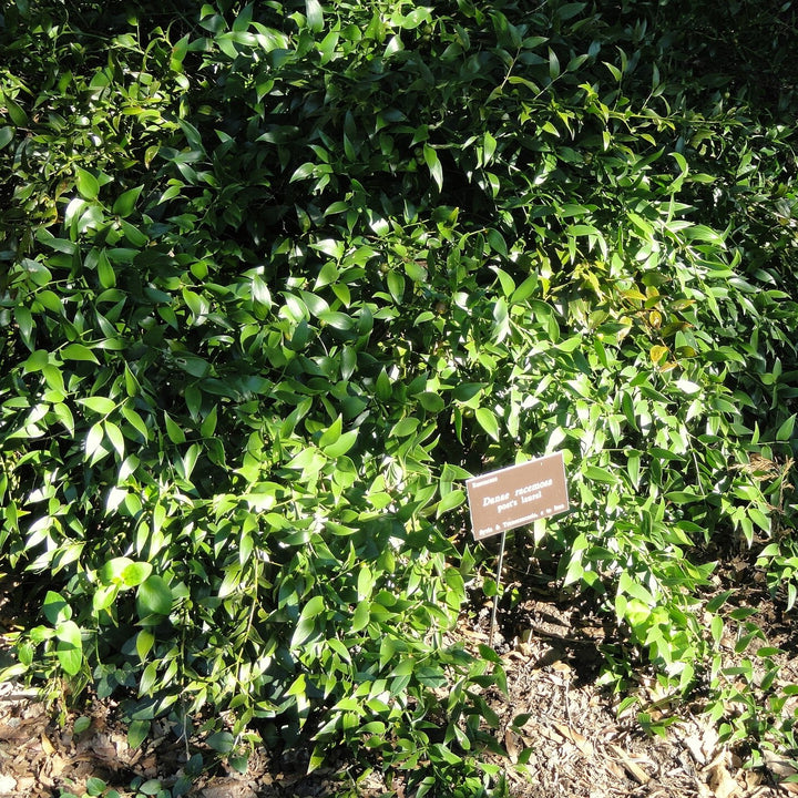 Danae racemosa ~ Poet's Laurel-ServeScape