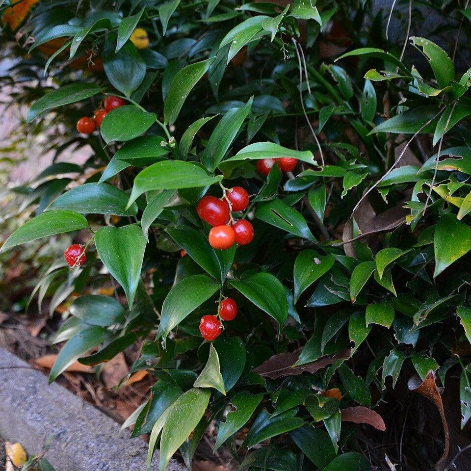 Danae racemosa ~ Poet's Laurel-ServeScape