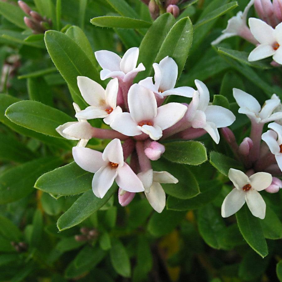 Daphne x transatlantica 'Blafra' PP18361 ~ Eternal Fragrance Daphne-ServeScape