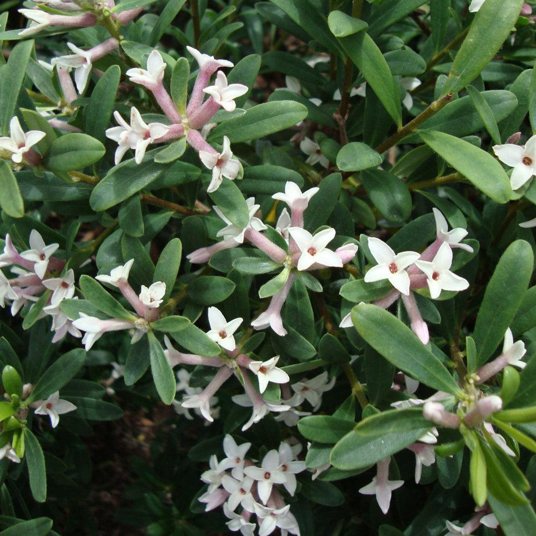 Daphne x transatlantica 'Blafra' PP18361 ~ Eternal Fragrance Daphne-ServeScape