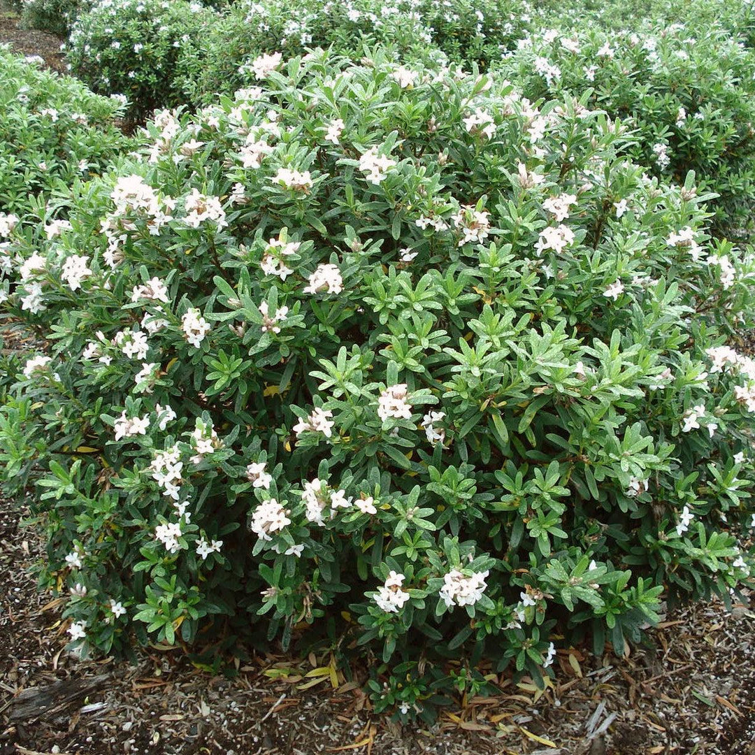 Daphne x transatlantica 'Blafra' PP18361 ~ Eternal Fragrance Daphne-ServeScape