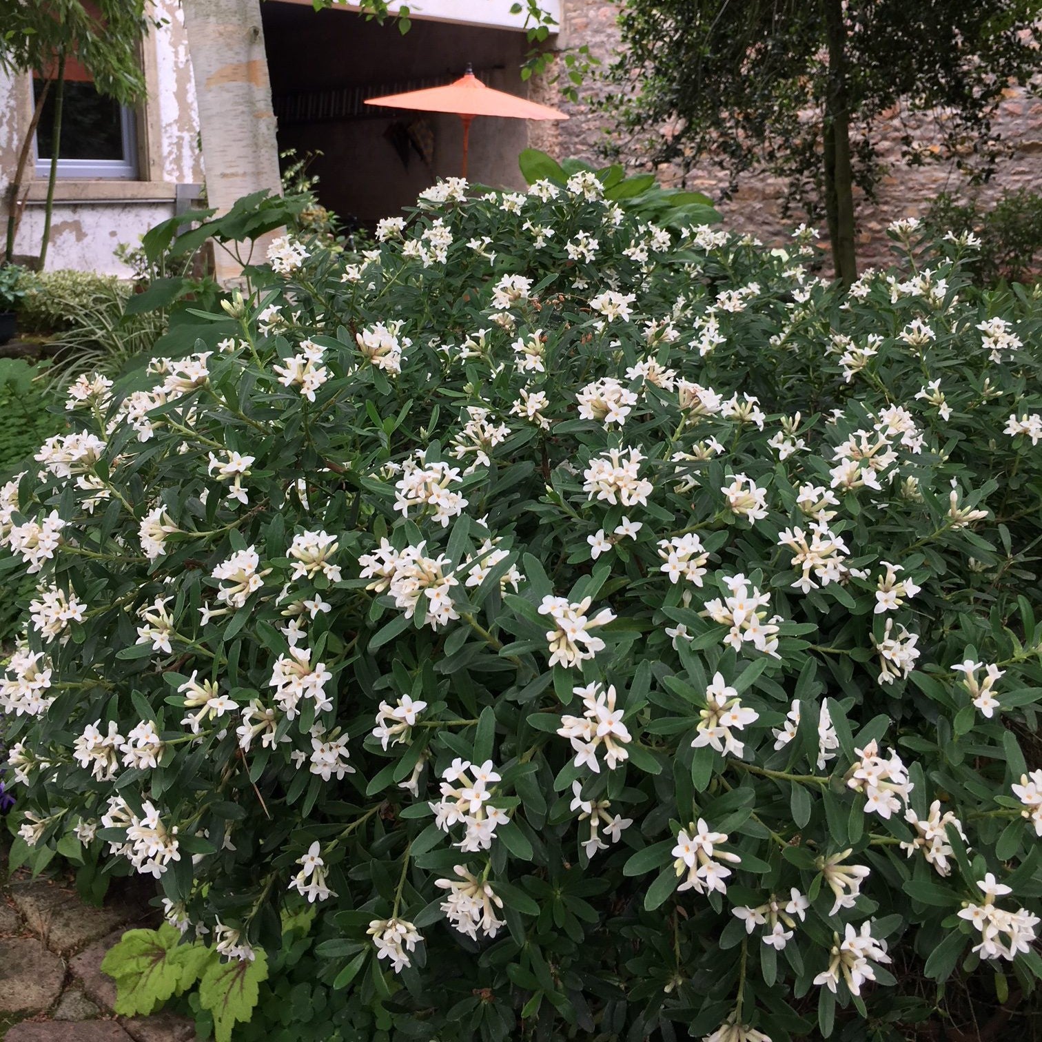 Daphne x transatlantica 'Blafra' PP18361 ~ Eternal Fragrance Daphne-ServeScape