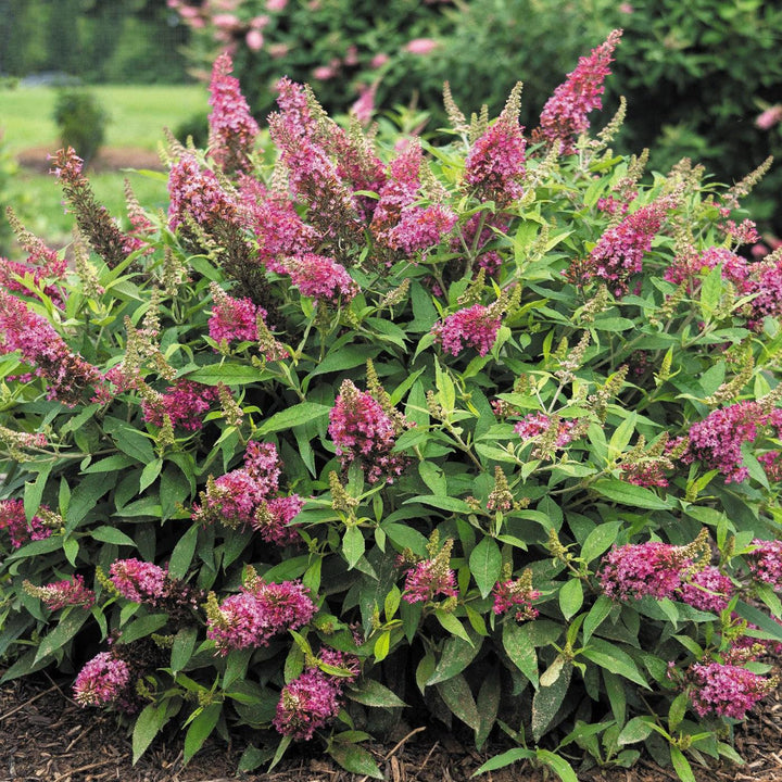 Buddleia davidii 'Condappin' ~ Dapper® Pink Butterfly Bush-ServeScape