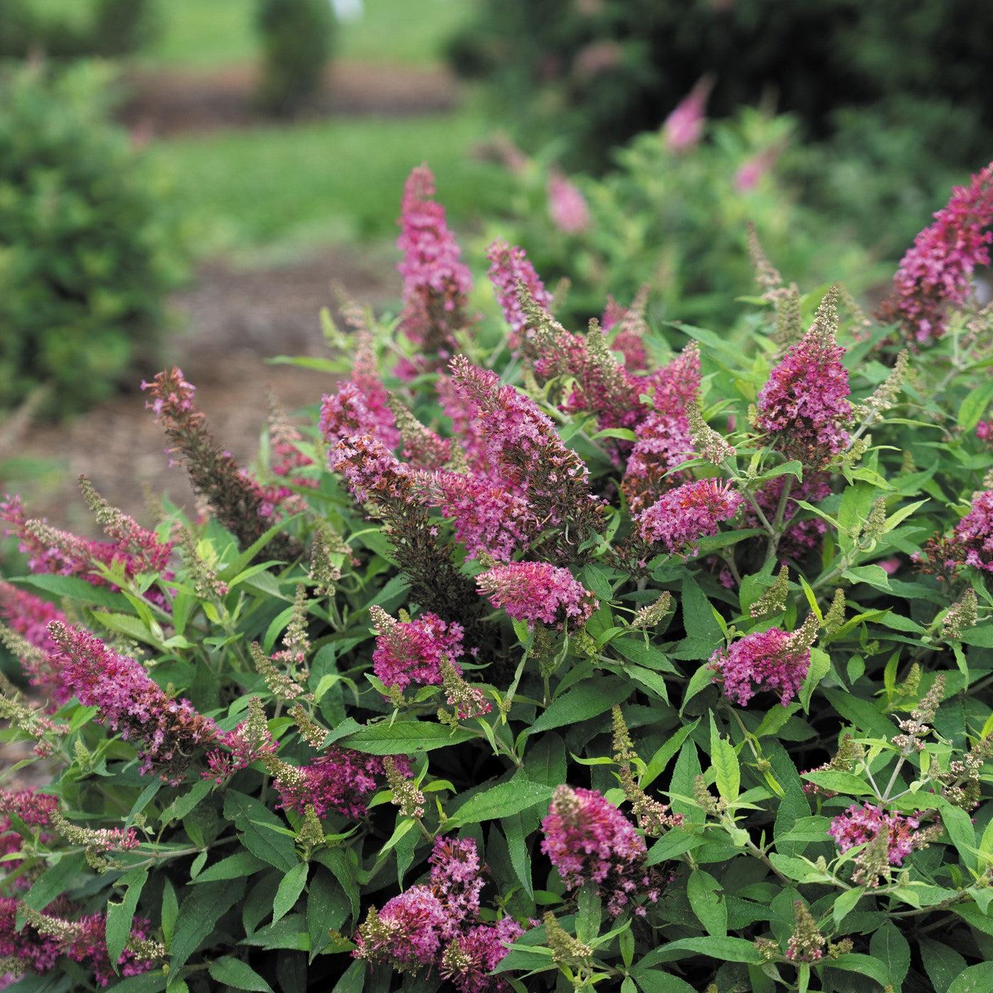 Buddleia davidii 'Condappin' ~ Dapper® Pink Butterfly Bush-ServeScape