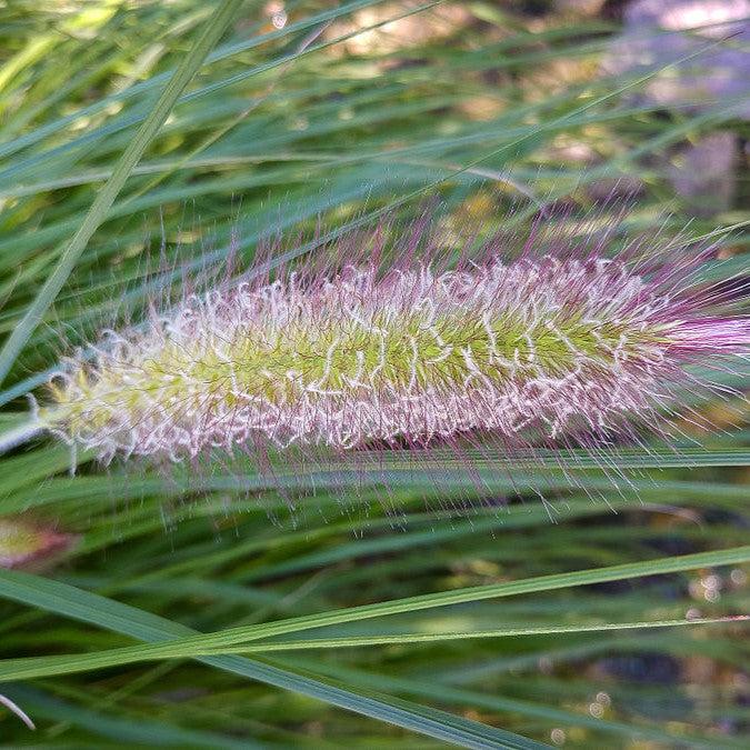 Pennisetum alopecuroides 'Red Head' ~ Red Head Fountain Grass-ServeScape