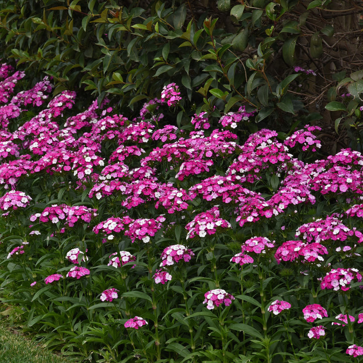 Dianthus barbatus 'PAS889167' ~ Dash™ Magician Dianthus-ServeScape