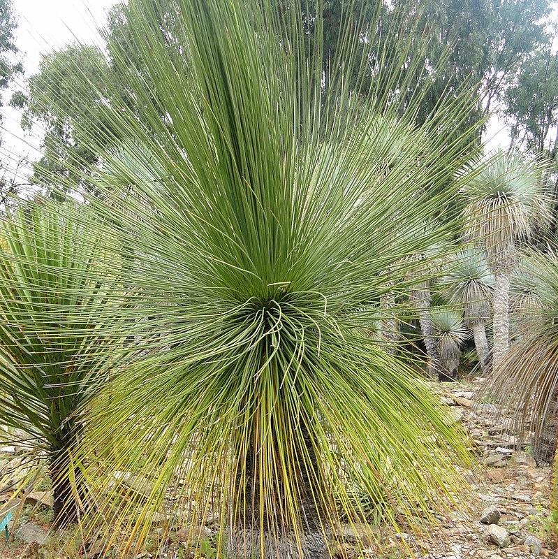 Dasylirion longissimum ~ Mexican Grass Tree-ServeScape