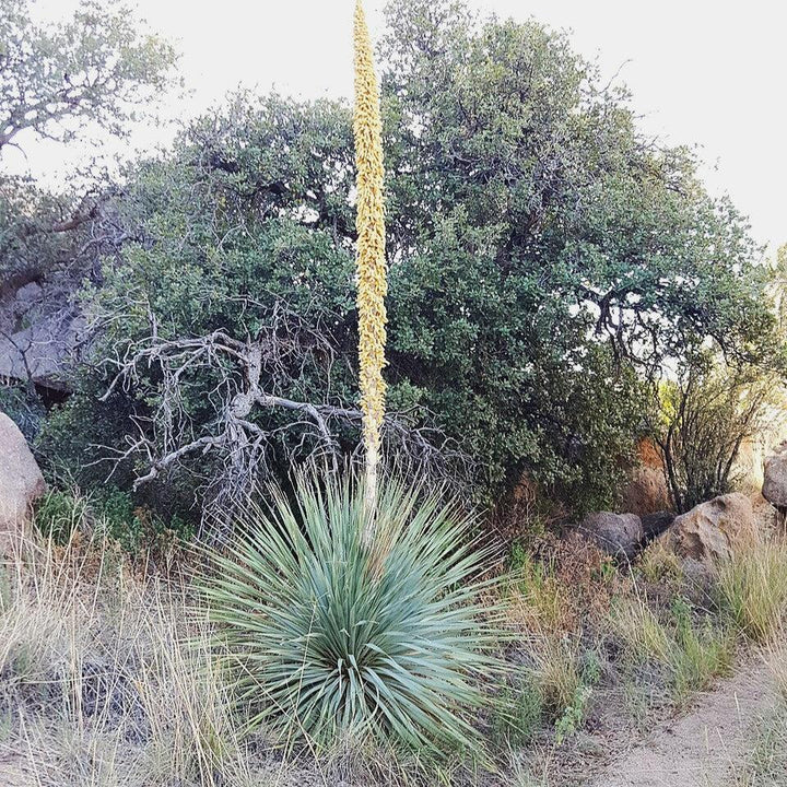 Dasylirion wheeleri ~ Monrovia® Silver Desert Spoon-ServeScape