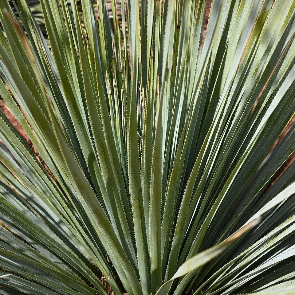 Dasylirion wheeleri ~ Monrovia® Silver Desert Spoon-ServeScape