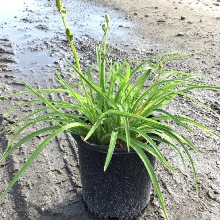 Hemerocallis 'Stella D'Oro' ~ Stella de Oro Daylily-ServeScape