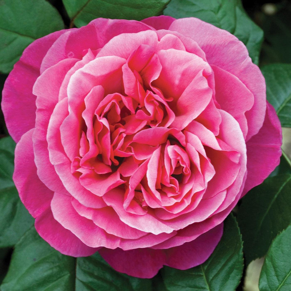 Rosa 'Meiclusif' ~ Bloomables® Dee-Lish™ Rose-ServeScape