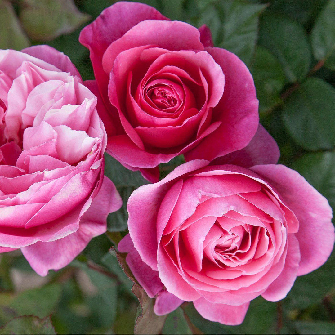 Rosa 'Meiclusif' ~ Bloomables® Dee-Lish™ Rose-ServeScape