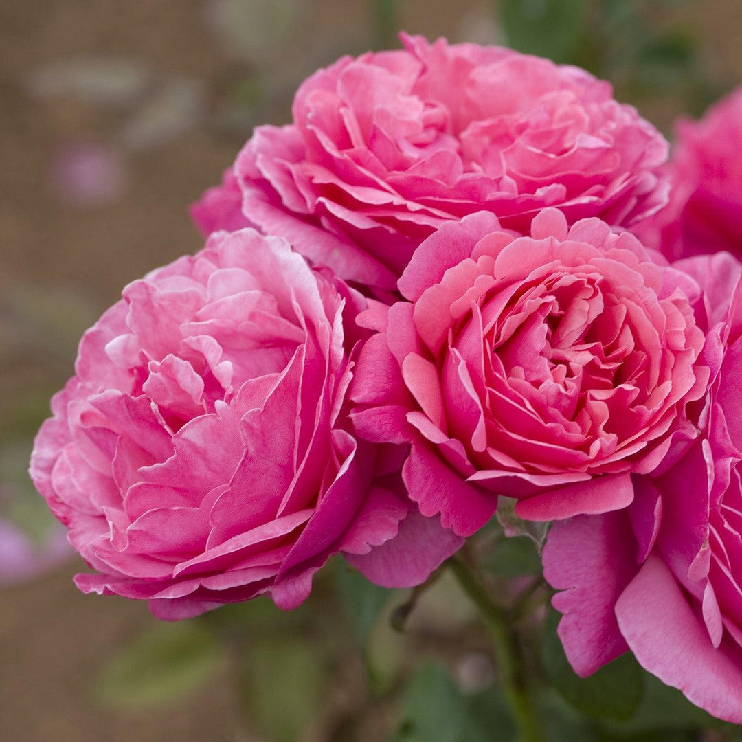 Rosa 'Meiclusif' ~ Bloomables® Dee-Lish™ Rose-ServeScape