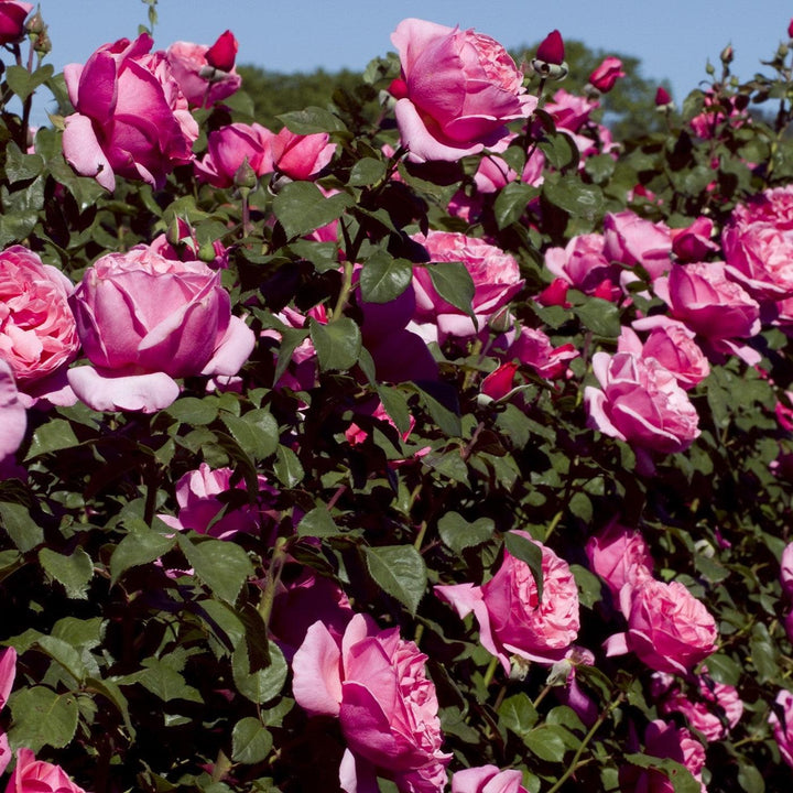 Rosa 'Meiclusif' ~ Bloomables® Dee-Lish™ Rose-ServeScape