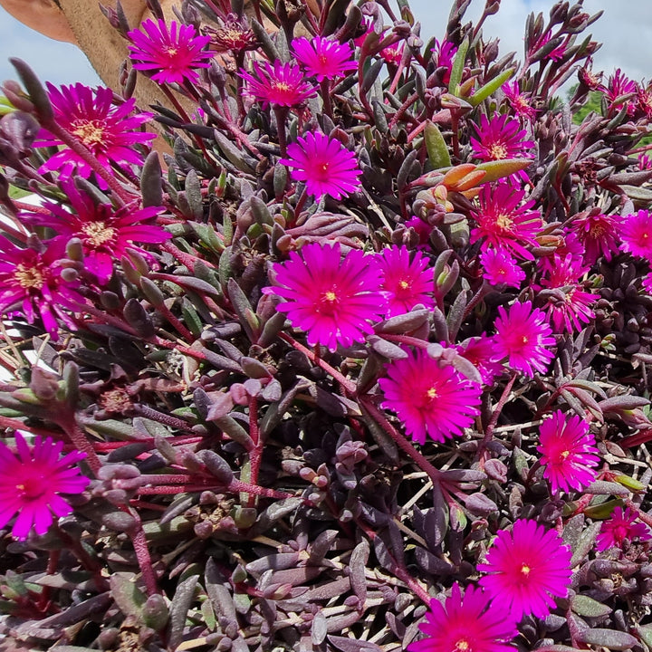 Delosperma '21-17' ~ Monrovia® Desert Dancers Purple Ice Plant-ServeScape