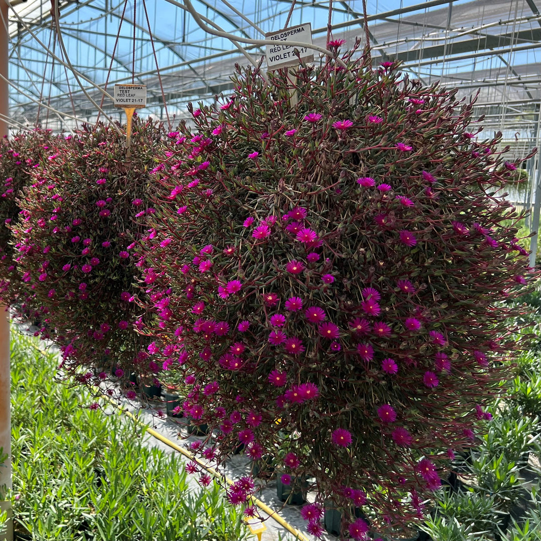Delosperma '21-17' ~ Monrovia® Desert Dancers Purple Ice Plant-ServeScape