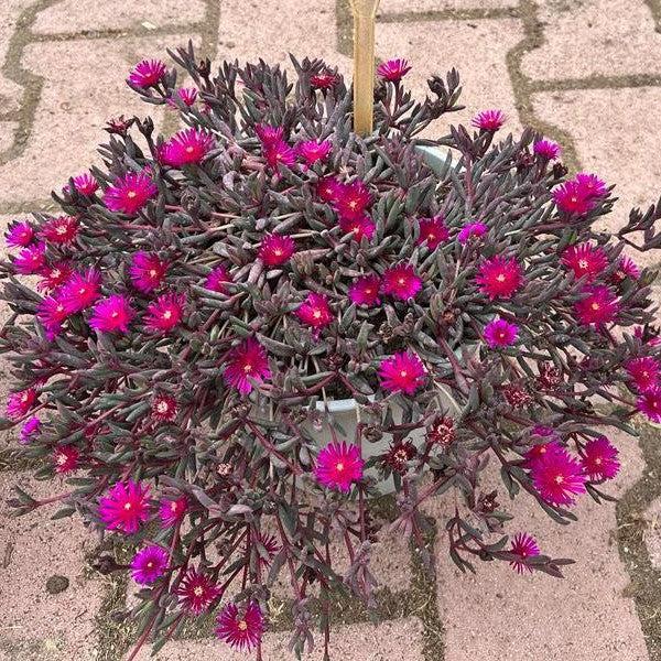 Delosperma '21-17' ~ Monrovia® Desert Dancers Purple Ice Plant-ServeScape
