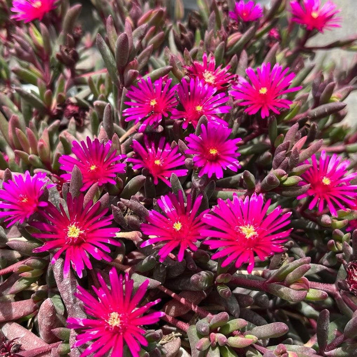 Delosperma '21-17' ~ Monrovia® Desert Dancers Purple Ice Plant-ServeScape