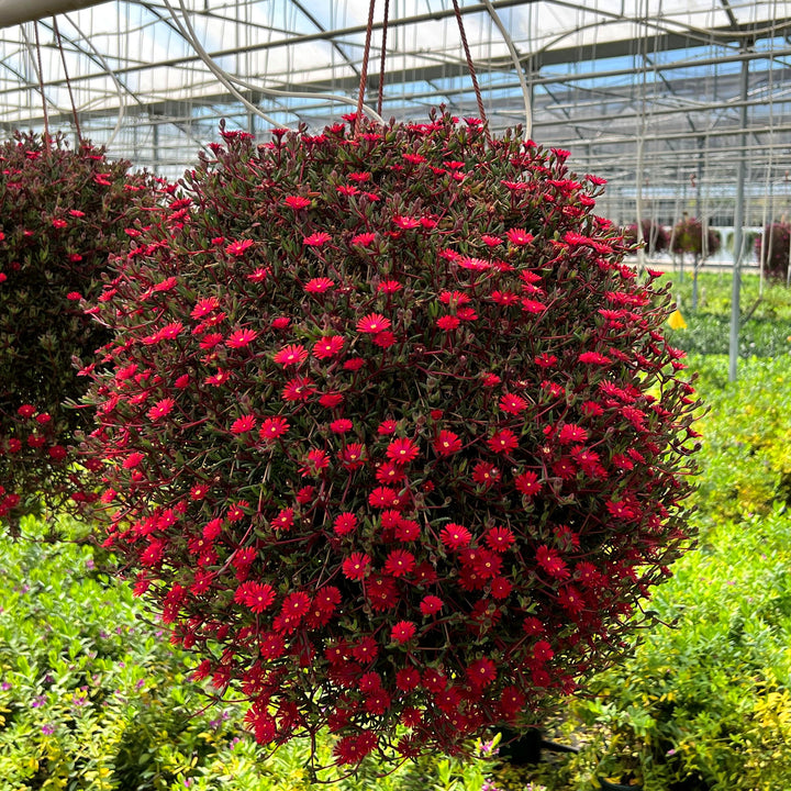 Delosperma '21-12' ~ Monrovia® Desert Dancers Red Ice Plant-ServeScape