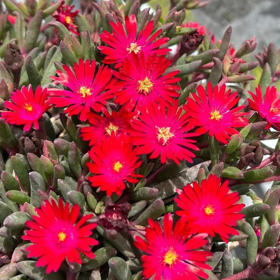 Delosperma '21-12' ~ Monrovia® Desert Dancers Red Ice Plant-ServeScape
