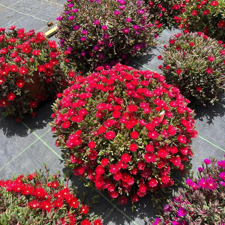 Delosperma '21-12' ~ Monrovia® Desert Dancers Red Ice Plant-ServeScape