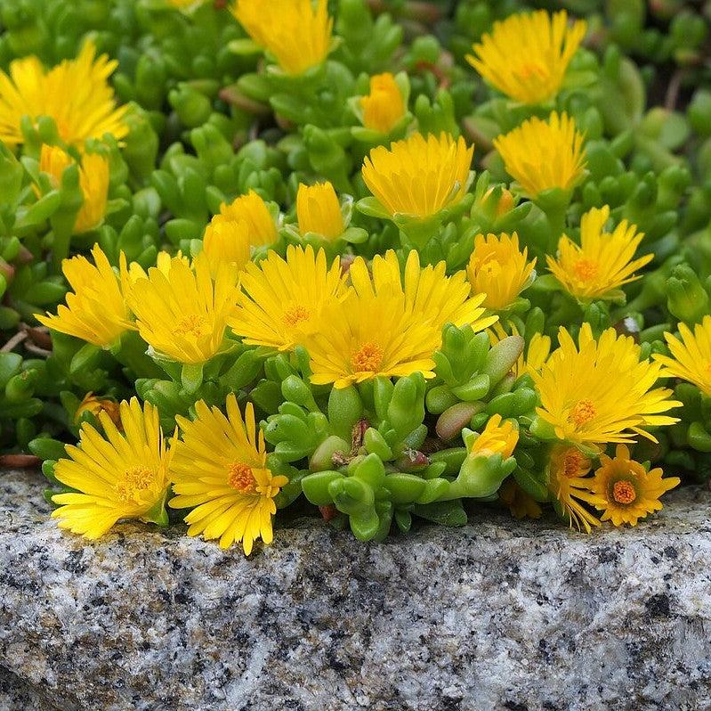 Delosperma nubigenum ~ Yellow Ice Plant-ServeScape