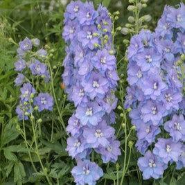 Delphinium x 'ET DLP 17-03' ~ Delgenius™ Shelby Delphinium-ServeScape