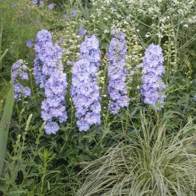 Delphinium x 'ET DLP 17-03' ~ Delgenius™ Shelby Delphinium-ServeScape