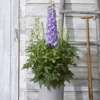 Delphinium x 'ET DLP 17-03' ~ Delgenius™ Shelby Delphinium-ServeScape