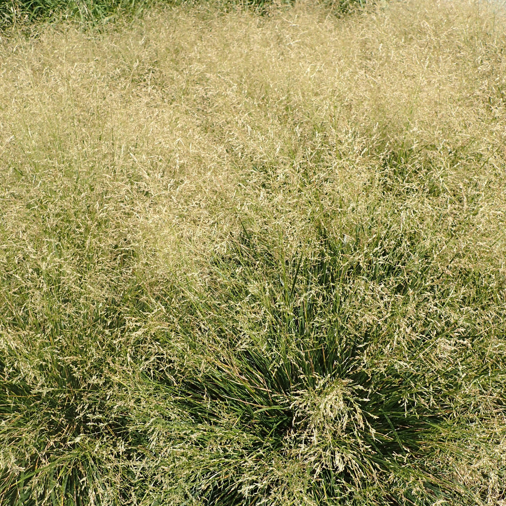Deschampsia cespitosa 'Goldtau' ~ Golden Dew Tufted Hair Grass-ServeScape