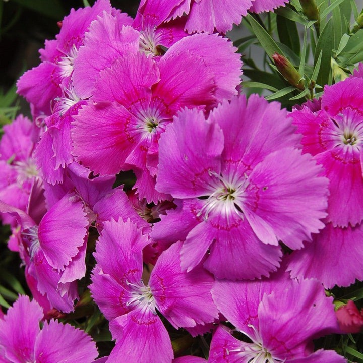 Dianthus 'Diana Blueberry' ~ Diana Blueberry Dianthus-ServeScape