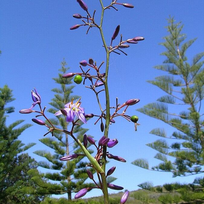 Dianella caerulea ~ Blue Flax Lily, Variegated-ServeScape