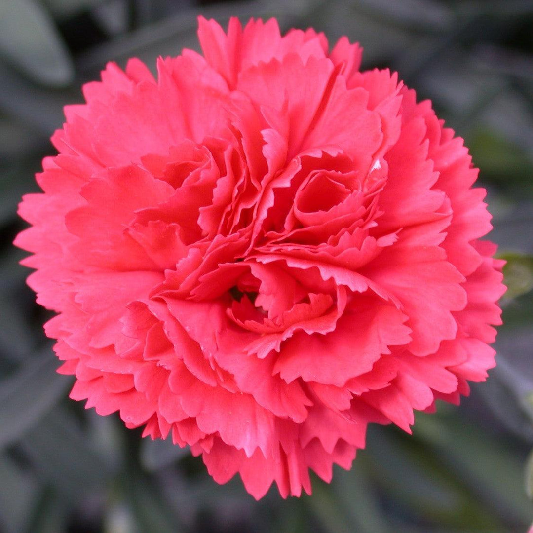 Dianthus x 'Wp10 Sab06' ~ Early Bird® Chili Dianthus-ServeScape