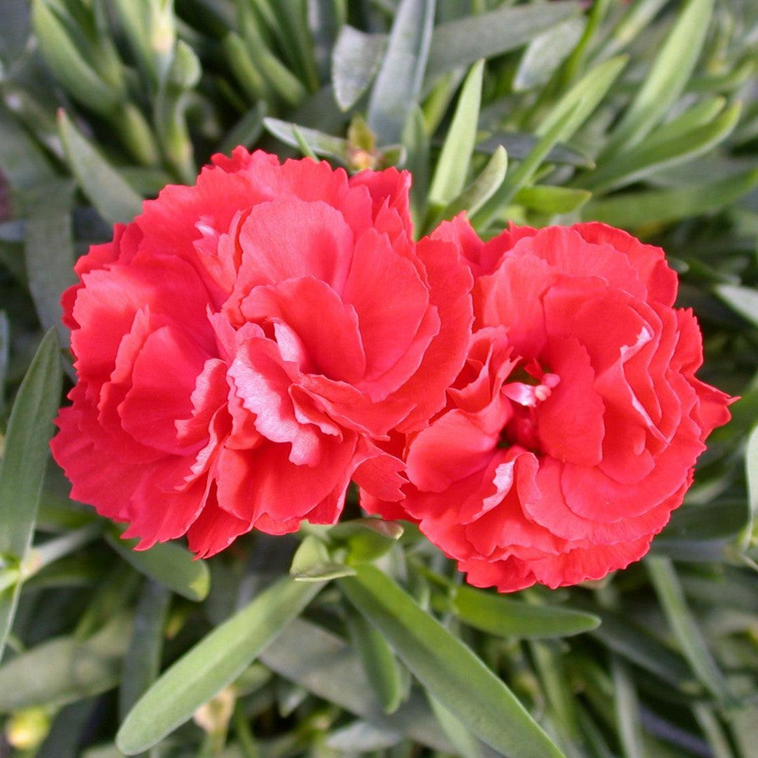 Dianthus x 'Wp10 Sab06' ~ Early Bird® Chili Dianthus-ServeScape