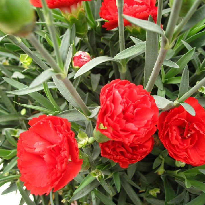 Dianthus x 'Wp10 Sab06' ~ Early Bird® Chili Dianthus-ServeScape