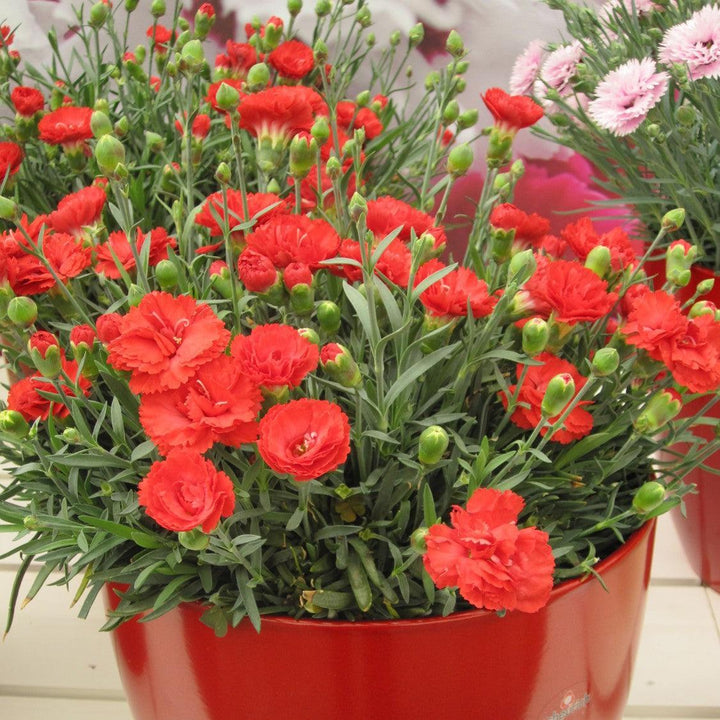 Dianthus x 'Wp10 Sab06' ~ Early Bird® Chili Dianthus-ServeScape