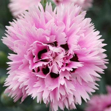 Dianthus x 'Wp08 ver03' ~ Early Bird® Fizzy Dianthus-ServeScape
